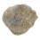 Shell Paläontologie Spaß Lehrmaterial 7