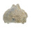 Shell Paläontologie Spaß Lehrmaterial 5