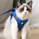 vest type pet harness breathable cat chest strap blue size m 5