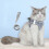 Cat Vest and Leash Set XL Reflective Harness 2