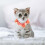 Collier Chat Rose Réglable PP Confortable 9