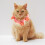 Collier Chat Rose Réglable PP Confortable 10