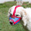 Muzzles Hond Mesh Muzzle De Hond 4