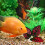 4St Vis Rustblad Slinger Kunststof Rood Aquarium Decor 11