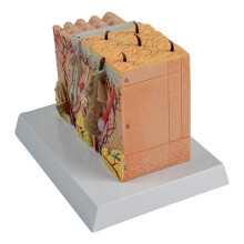 Anatomical Skin Model 3D Skin Teaching Aids Model, Human Skin