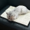 Pet Kitten Krabbelplank Kat Krabbelmat Huisdier Sofa 7