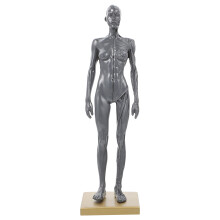 Knochen Mannequin Werkzeug Skulptur Künste