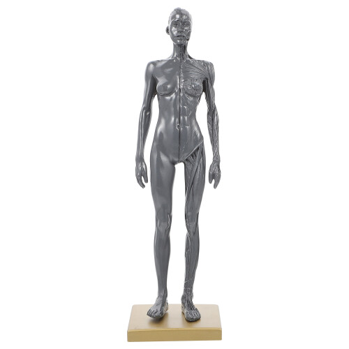 Knochen Mannequin Werkzeug Skulptur Künste