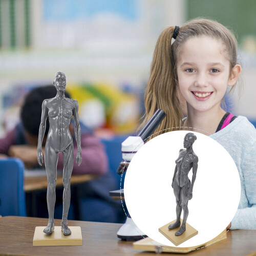 Knochen Mannequin Werkzeug Skulptur Künste 1