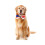 3 Pcs Adjustable Pet Accessories Neck Collar With Us Flag Bow Tie 11