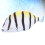 Simulated Fish Shaped Pencil Bag Makeup Coin Purse Striped Pattern 5