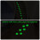 20 Ronde Fluorescerende Antislipstrips Voor 11
