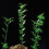 100Pcs 1:75 Plastic Bamboo Trees Model Train Scenery Green 4