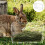 2 Voerhooivanger Cavia Baby 5