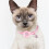 Pet Schattige Halsband Creatieve Halssnoer Kat Hond 10