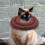 1 Halsband Kat En Bescherming 10
