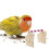 Desktop Papegaai Zitplaats Vogeltraining En Interactief Gebruik 4