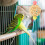 Bird Chew Toy Beige Hout 2 1,4x3 Inch 5