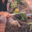 2 gras trektrekker, dandelion, , ontwerp 8