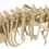 1 Set Diy Skeleton Met Realistische Voor Kinderen 6