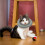1 Collar De Recuperación Para Collar Protector 10