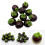 10pcs Realistic Artificial Mangosteens Simulations Fruit Model 2