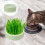 Cat Hydroponic Plant Box Para Rúcula 6