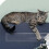 Rouleau De Protecteur Pour Anti-Griffures Chat - Taille M 4