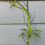 2 Unidades Suporte Para Plantas De De Árvore 7