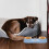 Cães Plástico Dois Compartimentos 7