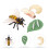 Conjunto Inseto Educativo Ciclo Miniatura 2