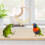 Perch De Para Periquitos E Papagaios Pequenos Com Suporte 6