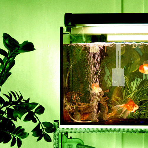 2 Waterplantenbak Hydrocultuur Aquarium 2