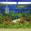 2 Waterplantenbak Hydrocultuur Aquarium 11