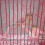 5 pcs high elastic parrot transport mesh bag cage 4