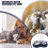 Alimentador Automático Para Animais Com Tigela E 11