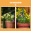 50 Unidades Suportes De Para Plantas 7