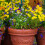 50 Unidades Suportes De Para Plantas 6