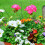50 Unidades Suportes De Para Plantas 5
