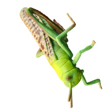 3Pz Figurine Verde Didattici Per Bambini
