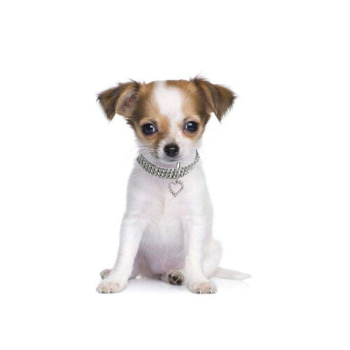 1 Colar Para Cachorro Tamanho L 2