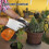 4 Pcs Plástico Reutilizável Para Regador De Plantas De 6