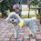 Com Tira De Puxar E Para Cães ( M) 5