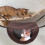 Cat De Transpirável Para Animais De Estimação 10