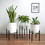 1 Ajustável Plantas Bonsai Preto 11