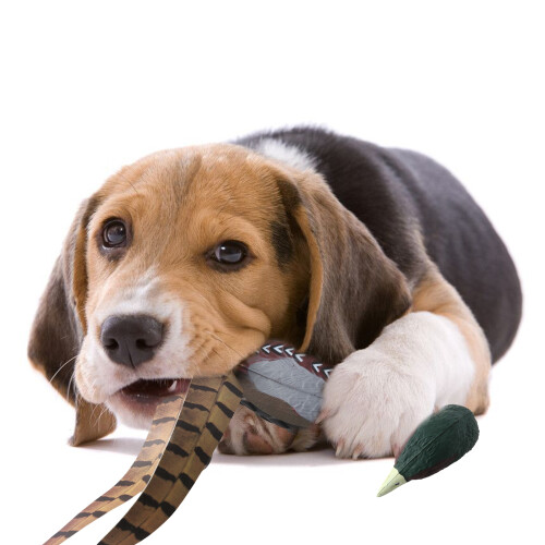 Jouet interactif de chasse pour animaux de compagnie, jouet 1