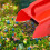 Durable Berrys Pickers Featuring Ergonomic Design And Metal Comb 6