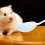 10Pièces Petit Pour D'animaux 10