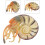 Artificial Nautilus Model Simulation Toy For Home Marine Adornment 4