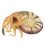 Artificial Nautilus Model Simulation Toy For Home Marine Adornment 7